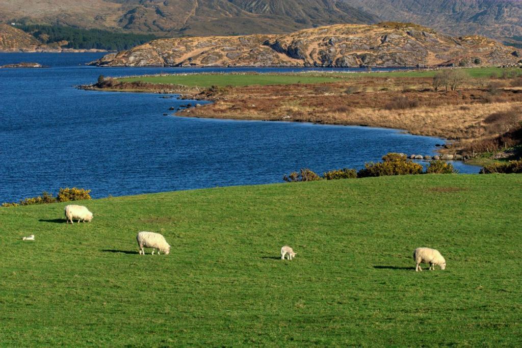 Lakelands Farm House Hotell Waterville Exteriör bild
